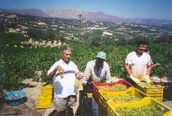 Collecting raisin grapes, outside Heraklion, Crete