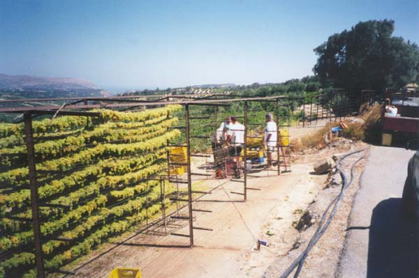 Hanging raisin grapes to dry, outside Heraklion, Crete