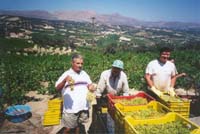 Crete - raisin grapevine